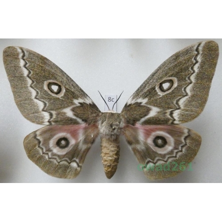 Gonimbrasia tyrrhea (Cramer, 1775) female ex. ovo South Africa 104mm8c